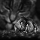 Illustration for article titled Shooting Challenge Pets Gallery 4